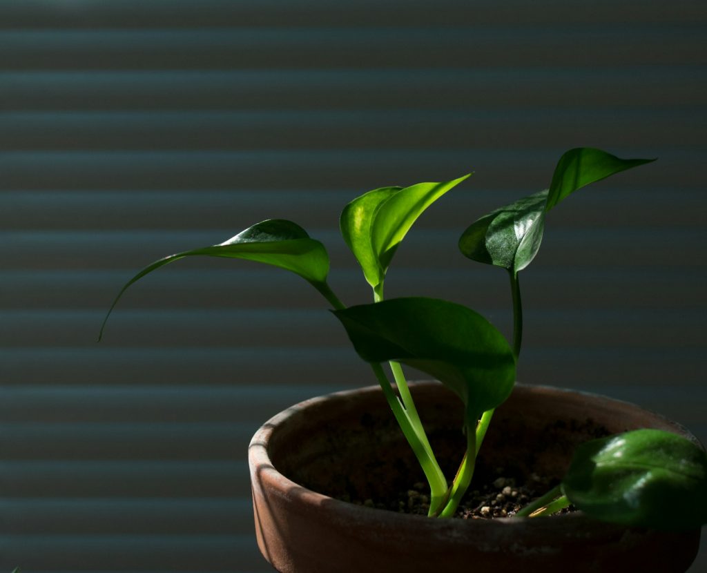 plant in Pennsylvania therapy office