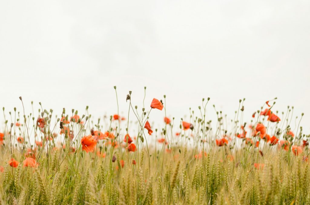 Field by MAT doctors office