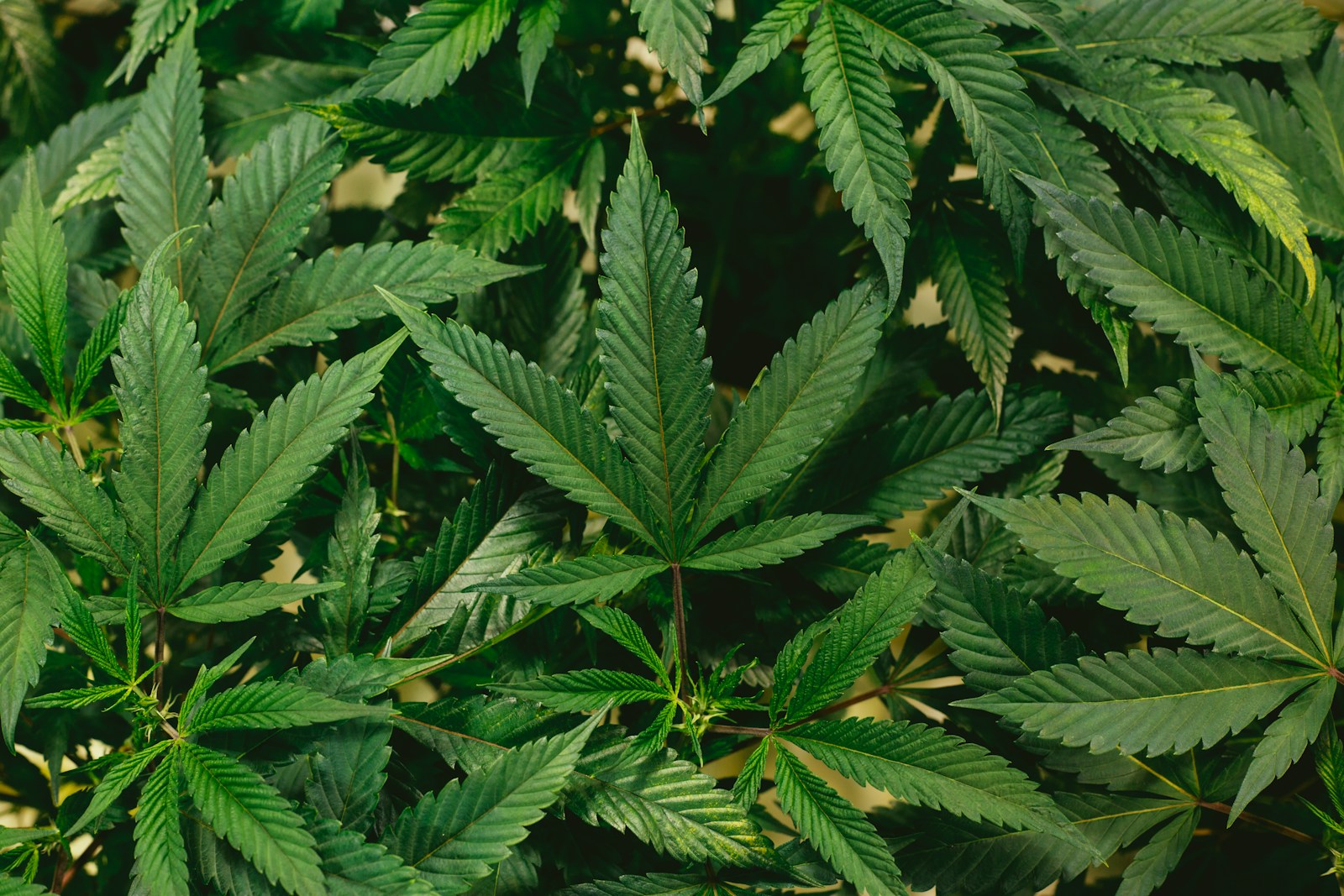 person with Marijuana Addiction who needs treatment program