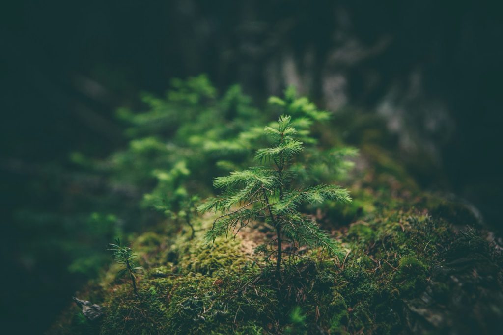 new growth from rehab for drug and alcohol addiction
