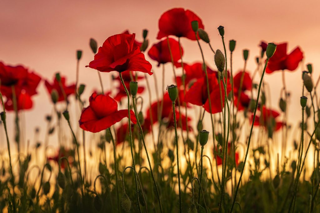 poppies used to make Oxycodone may cause addiction