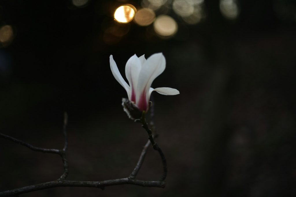 A delicate flower in therapy office