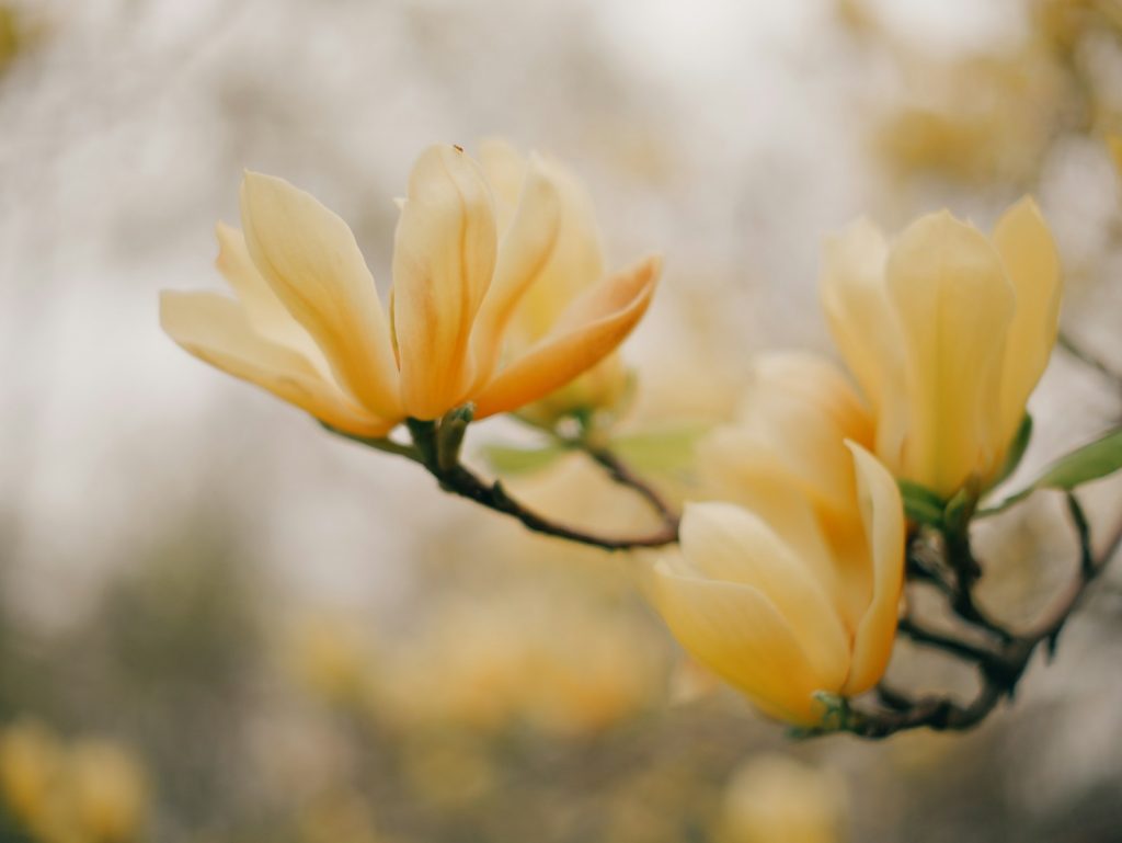 Blooming into mental health after overcoming Borderline Personality disorder